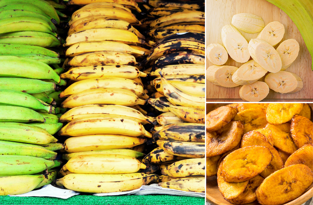 plantain stages of ripeness. unripe, ripe and overripe plantain